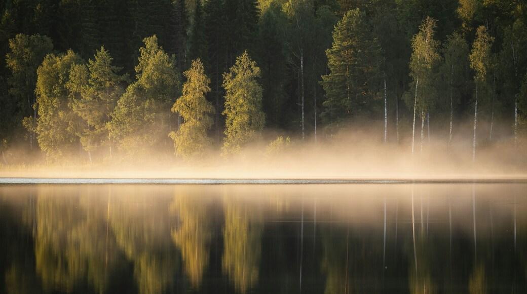 Stilla svensk sjö i gryningsdimma med skog längs strandlinjen